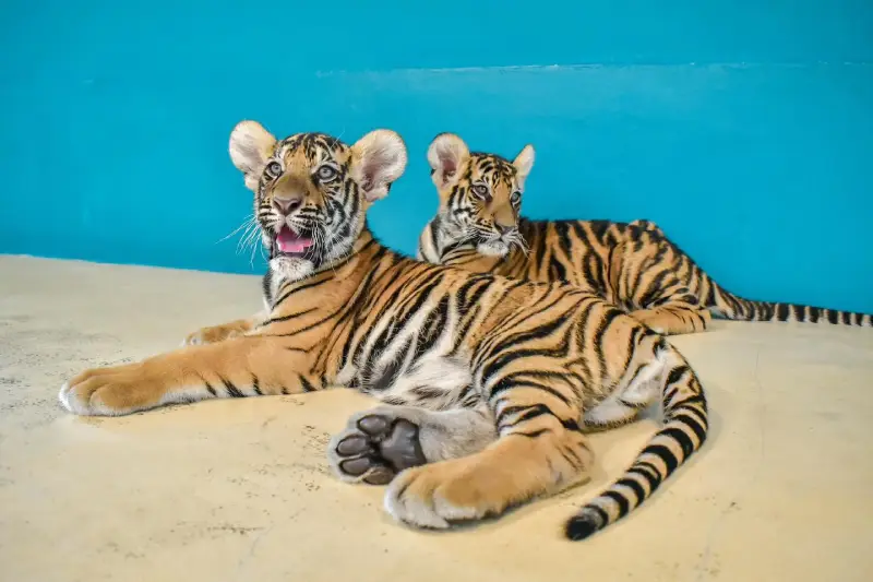 Tiger Park Pattaya Cubs