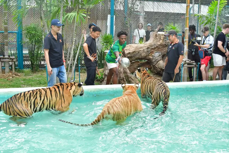 Tiger Park Pattaya Diversity