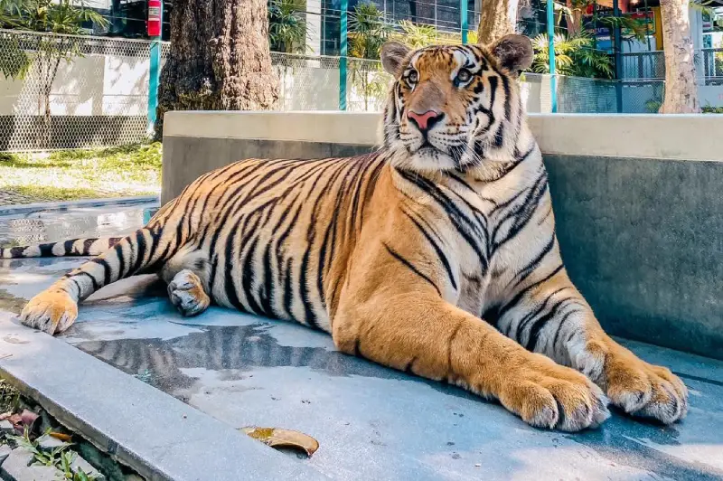 Tiger Park Pattaya Getting there