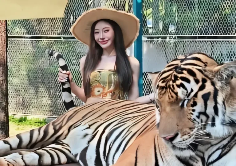 Travel Tips Thailand Tiger Park Pattaya